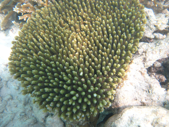  Acropora millepora (Tabletop Coral)